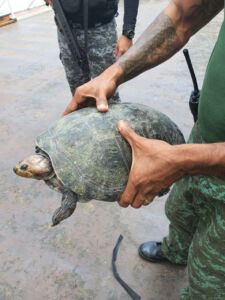 Neste domingo (13/09), Base Arpão apreende 100 ovos de tracajá