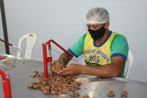 Produção de castanha-do-brasil no Amazonas é destaque nacional