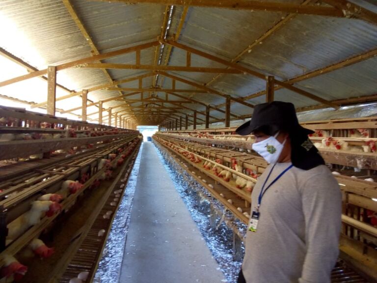 Adaf alerta para registro de granja avícola