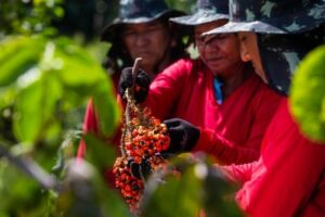 AM assina convênio de R$ 2,2 milhões com Mapa para fortalecimento das cadeias produtivas da castanha, guaraná e pirarucu