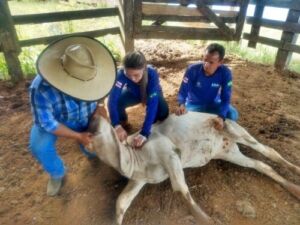 Médicos veterinários cadastrados no programa de vacinação contra brucelose devem realizar atualização de dados