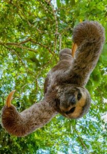 Abril Laranja Amazonastur alerta sobre prática ilegal de manusear animais silvestres
