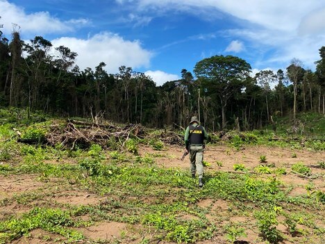 Ibama fiscaliza madeira ilegal na região da Transmazônica no Pará