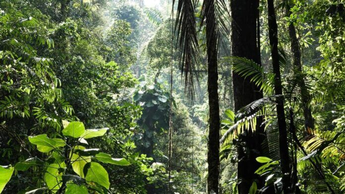 Mapa inédito aponta florestas tropicais como celeiro de espécies desconhecidas