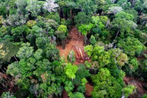 Associação de servidores denuncia uma década de impunidade e interferência do governo na apuração de crime ambiental