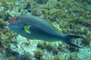 Governo cria grupo interministerial para discutir lista vermelha de espécies de peixes