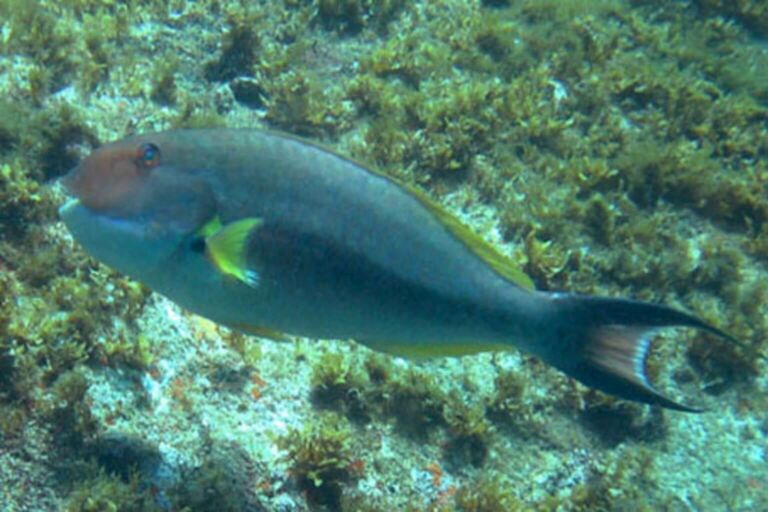 Governo cria grupo interministerial para discutir lista vermelha de espécies de peixes