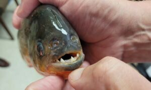 Piranha da Amazônia é encontrada em lago na Louisiana, nos Estados Unidos
